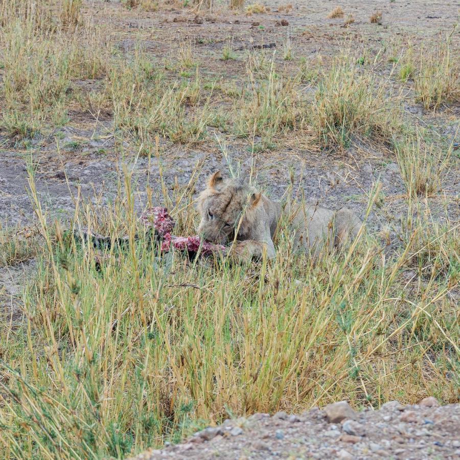 Wild Amboseli Ndovu Cottage. Exterior foto
