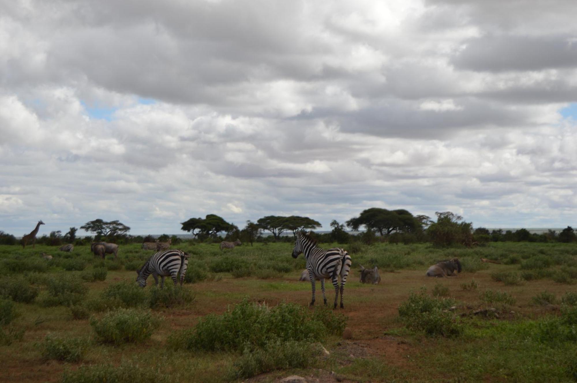 Wild Amboseli Ndovu Cottage. Exterior foto
