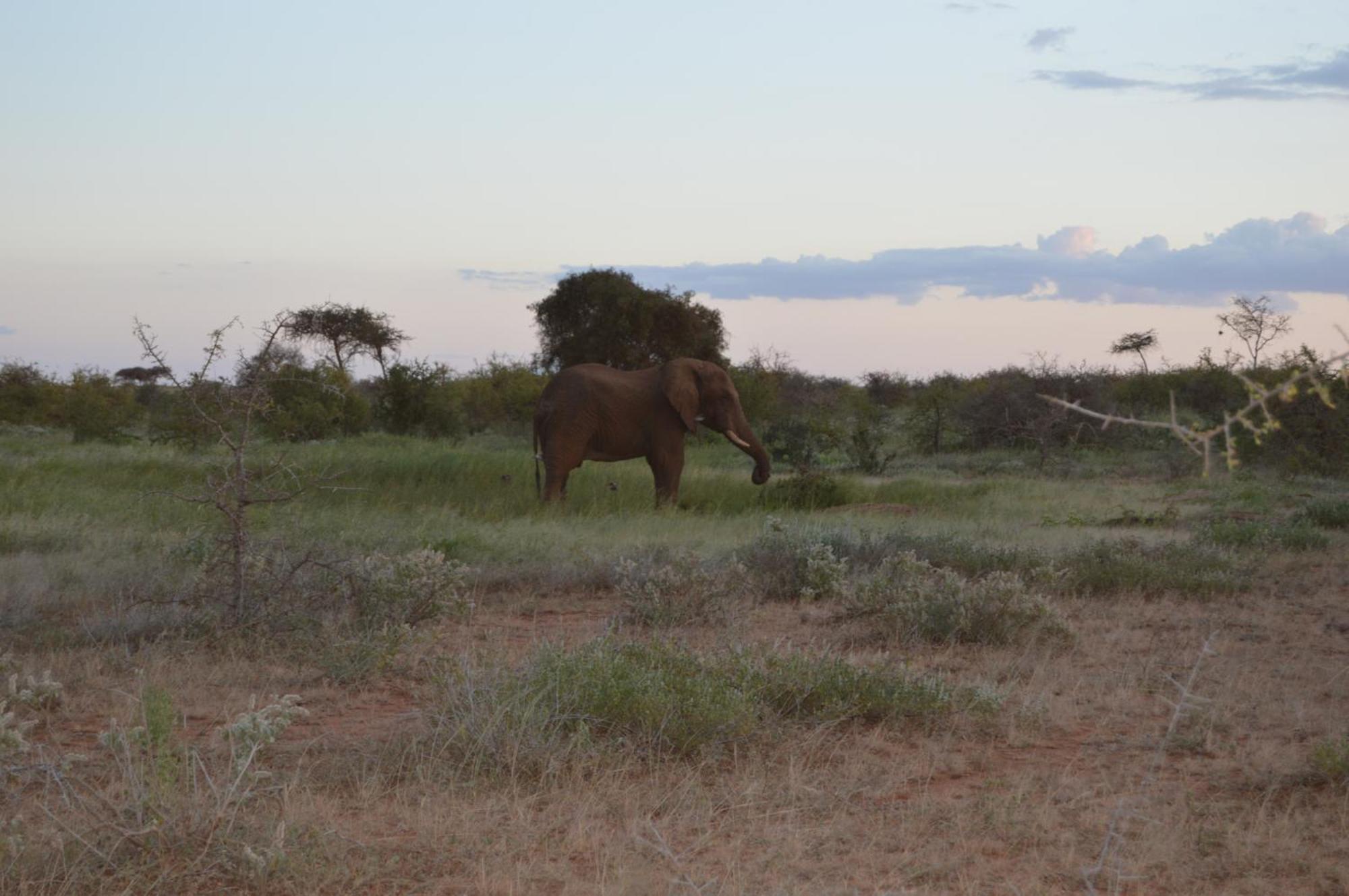 Wild Amboseli Ndovu Cottage. Exterior foto